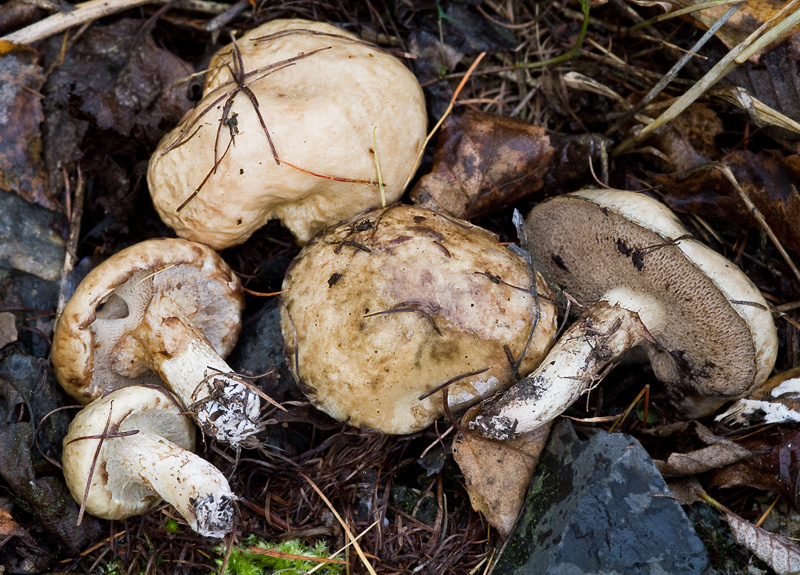 Suillus viscidus